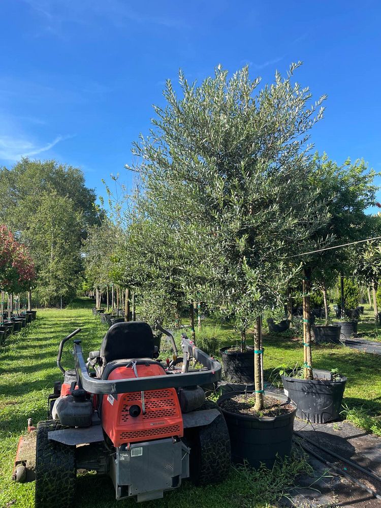 olea-europaea-arbequina-european-olive-edible