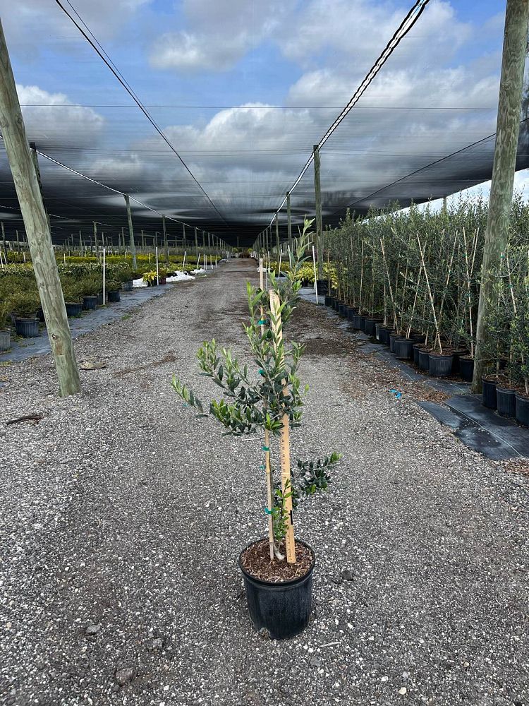 olea-europaea-arbequina-european-olive-edible