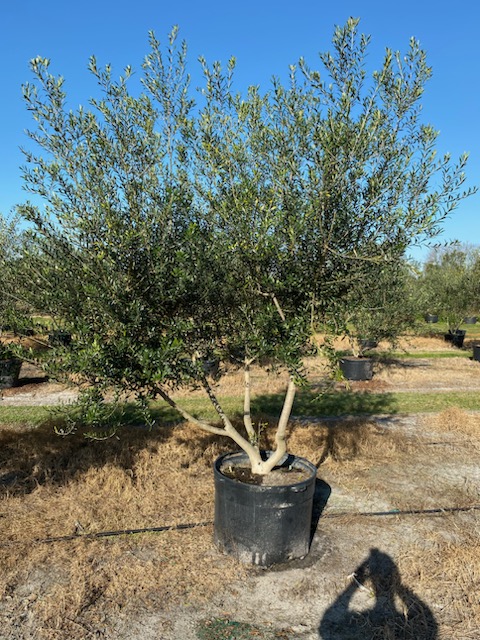 olea-europaea-arbequina-european-olive-edible