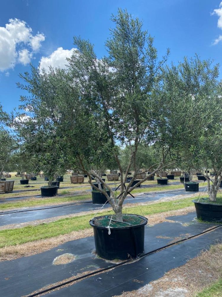 olea-europaea-arbequina-european-olive-edible