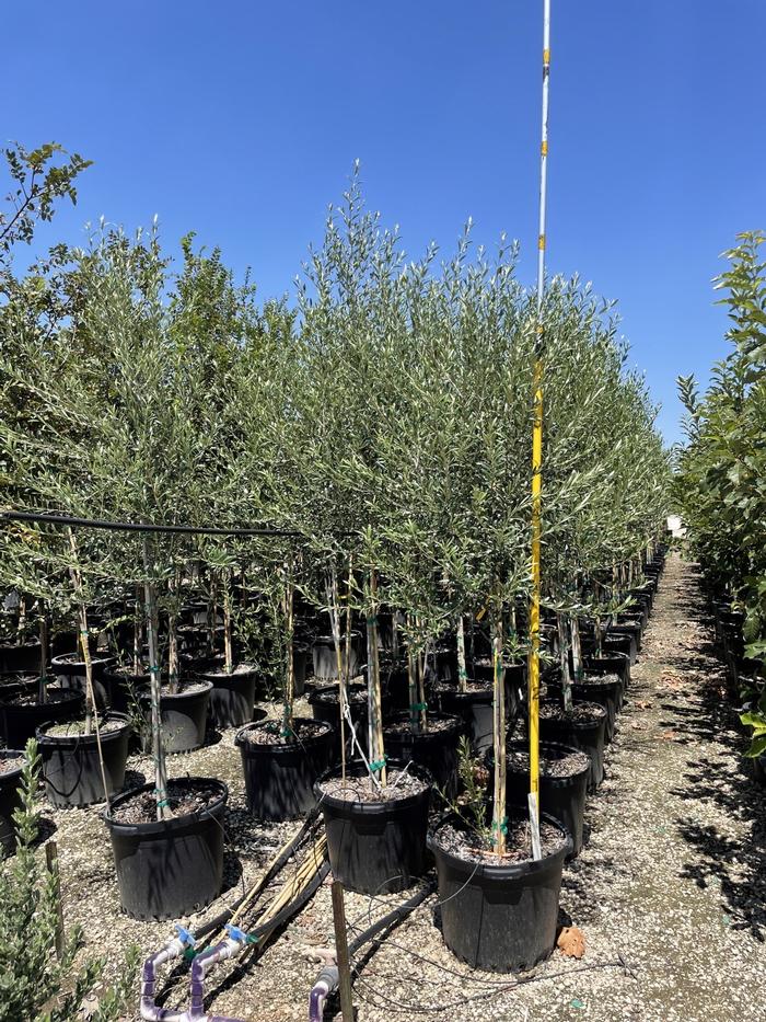 olea-europaea-arbequina-european-olive-edible