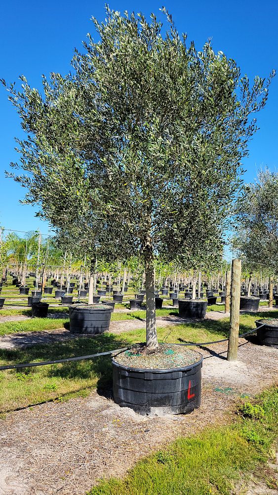 olea-europaea-arbequina-european-olive-edible