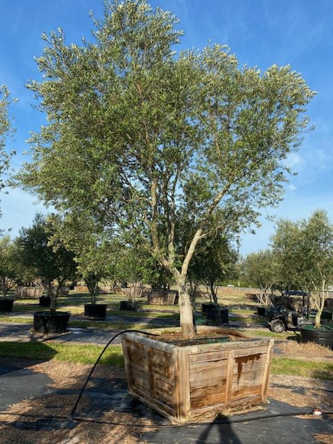 olea-europaea-arbequina-european-olive-edible