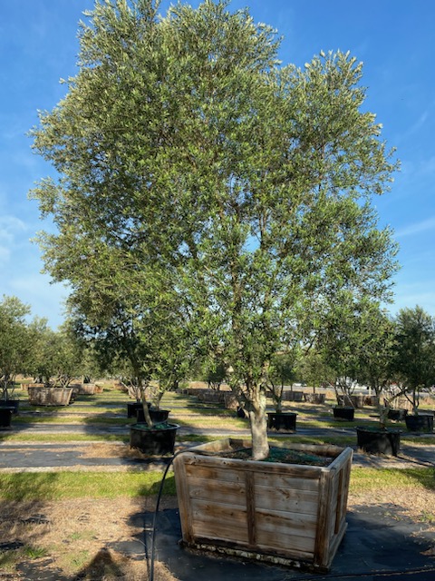 olea-europaea-arbequina-european-olive-edible