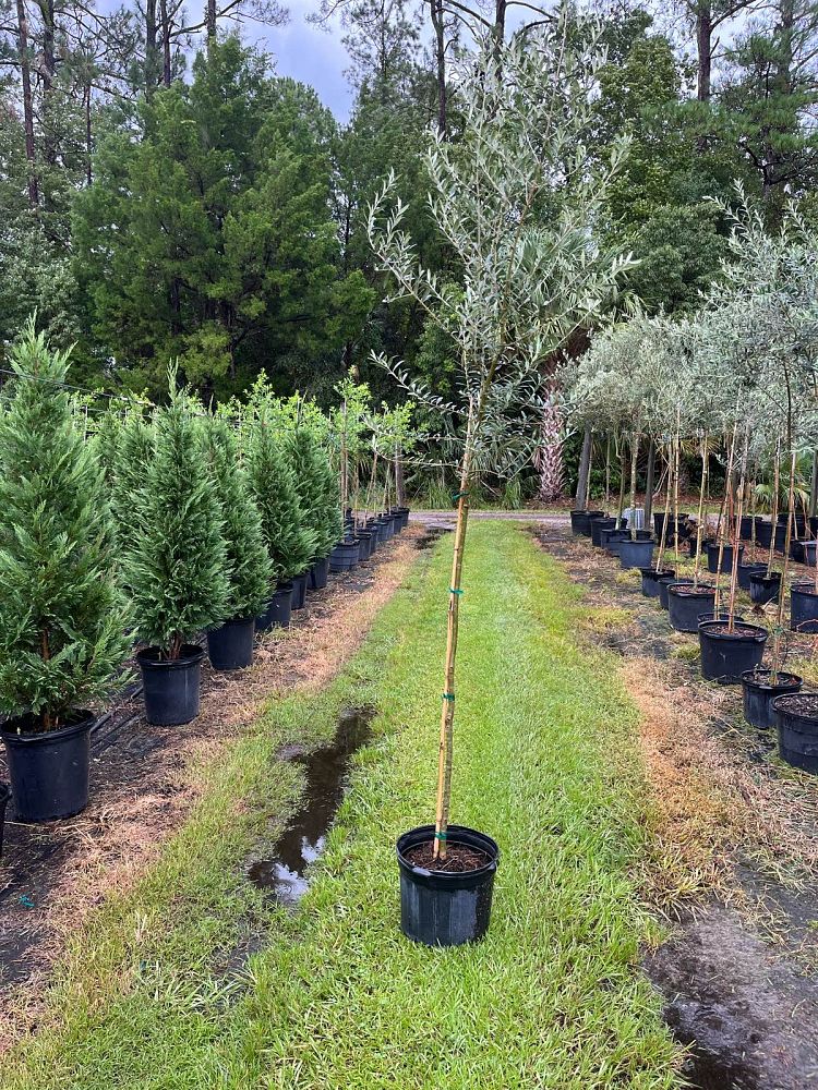 olea-europaea-arbequina-european-olive-edible