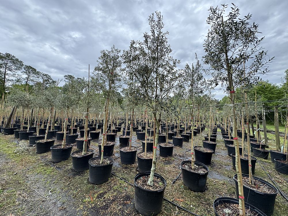 olea-europaea-arbequina-european-olive-edible