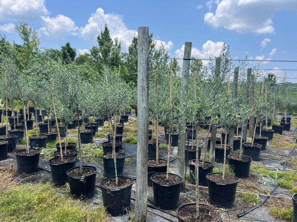 olea-europaea-arbequina-european-olive-edible