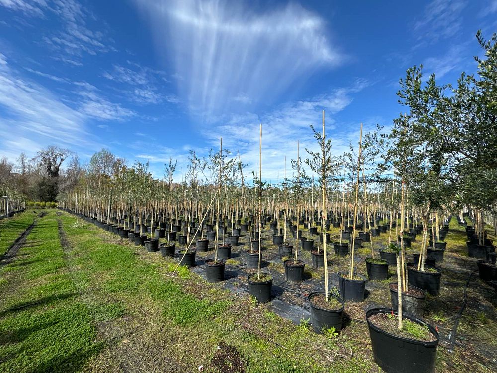 olea-europaea-arbequina-european-olive-edible