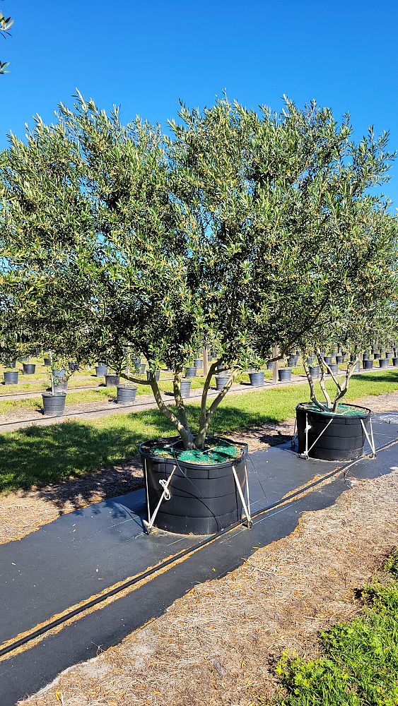 olea-europaea-arbequina-european-olive-edible