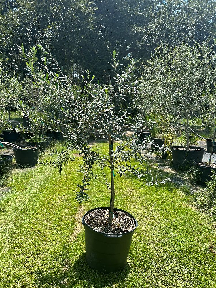olea-europaea-arbequina-european-olive-edible