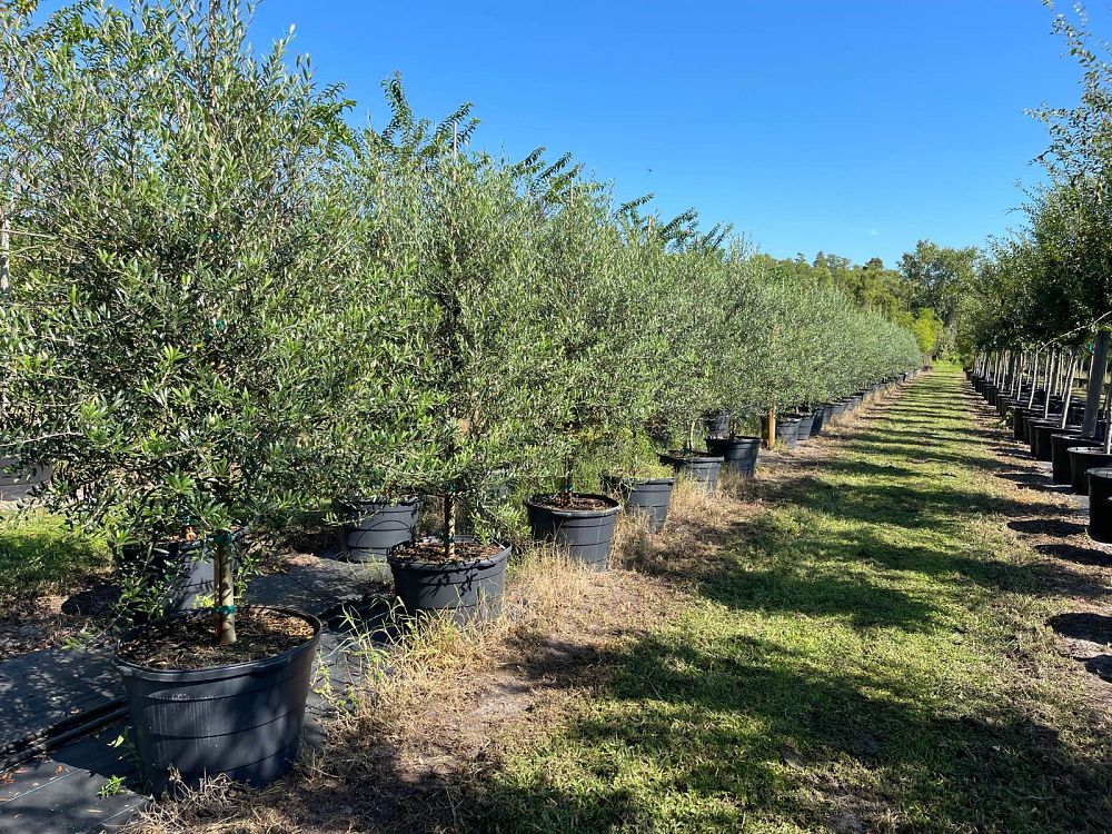 olea-europaea-arbequina-european-olive-edible