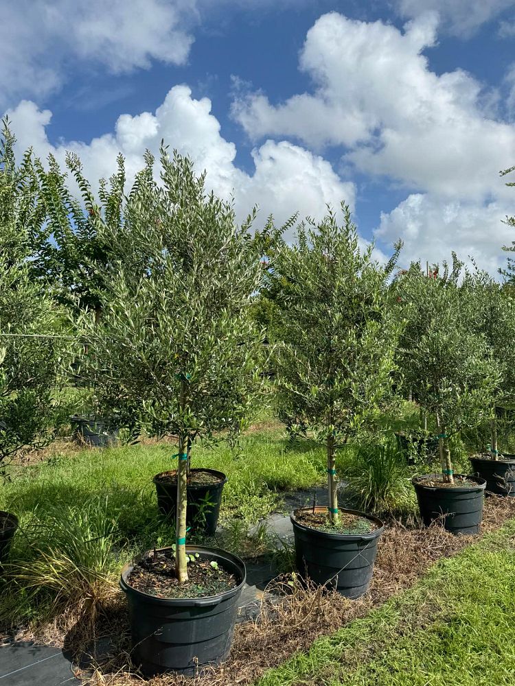 olea-europaea-arbequina-european-olive-edible