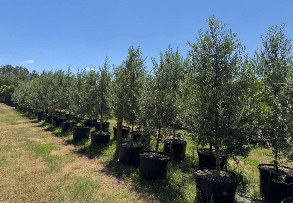 olea-europaea-arbequina-european-olive-edible