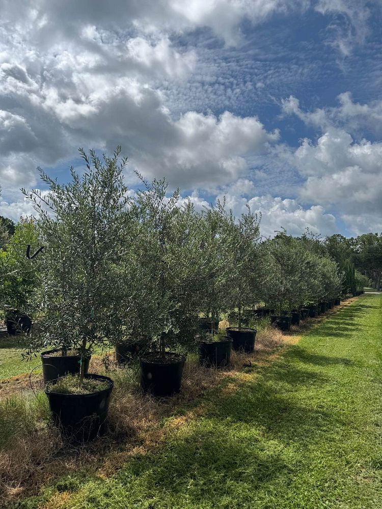 olea-europaea-arbequina-european-olive-edible