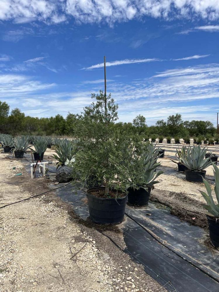 olea-europaea-arbequina-european-olive-edible