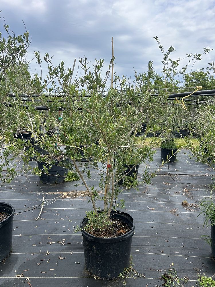 olea-europaea-arbequina-european-olive-edible