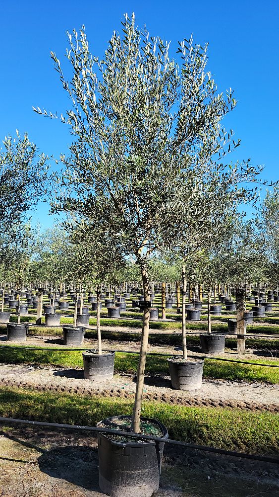 olea-europaea-arbequina-european-olive-edible