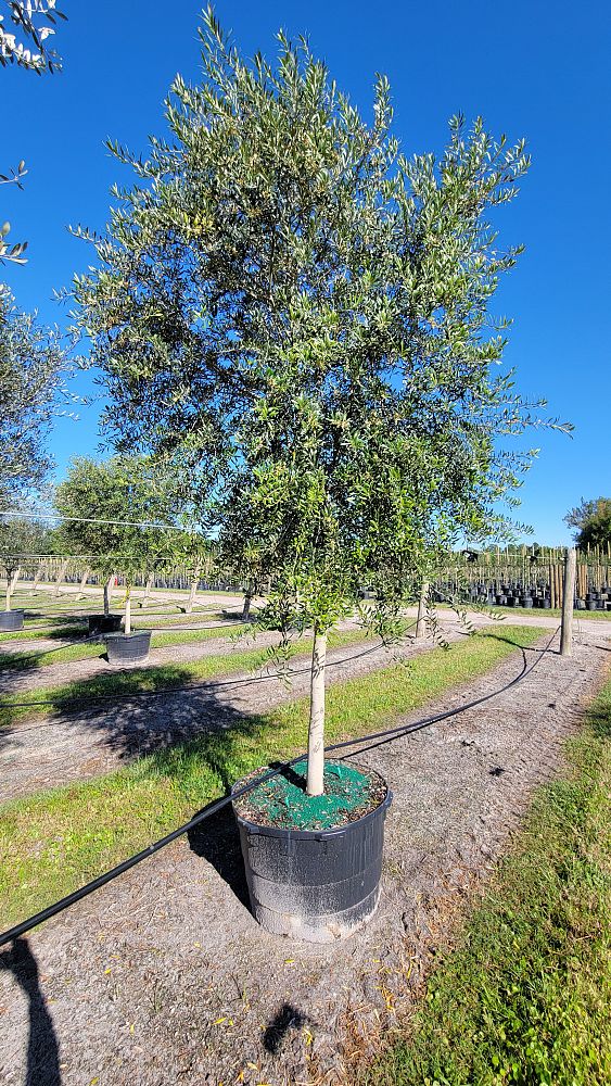 olea-europaea-arbequina-european-olive-edible