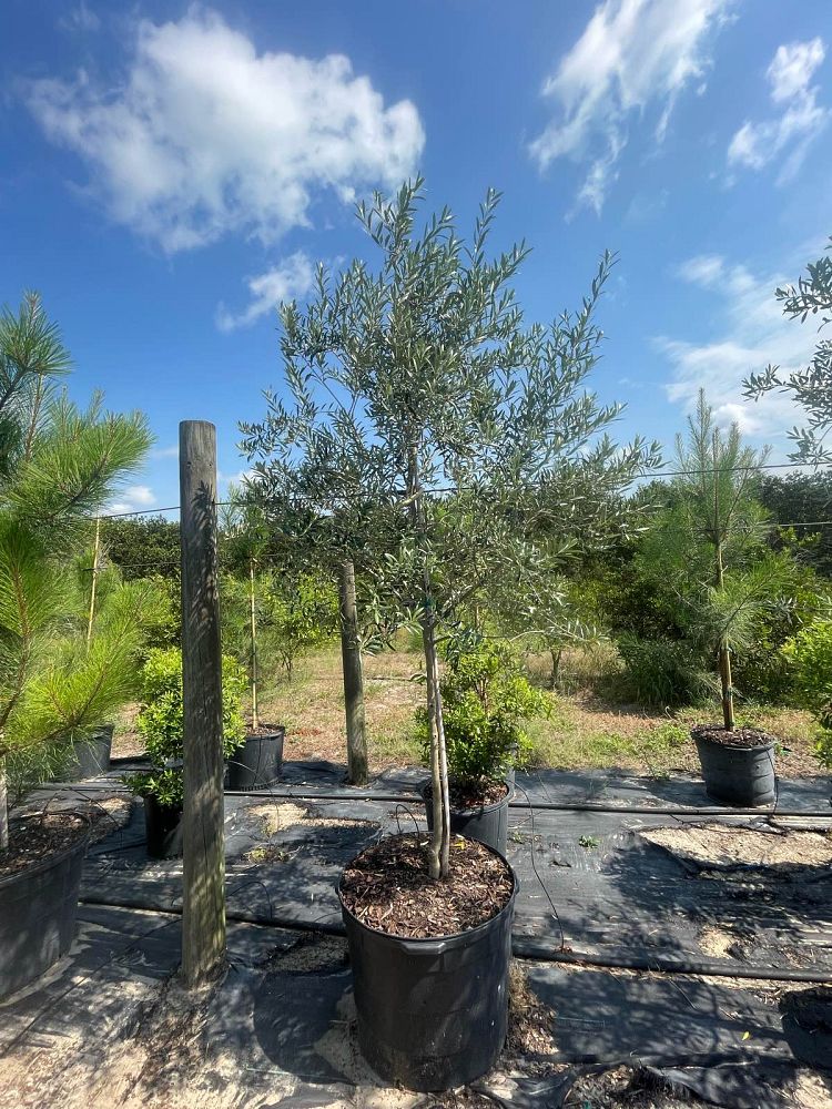 olea-europaea-arbequina-european-olive-edible