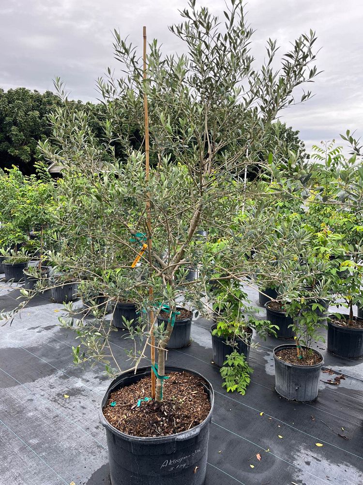 olea-europaea-arbequina-european-olive-edible