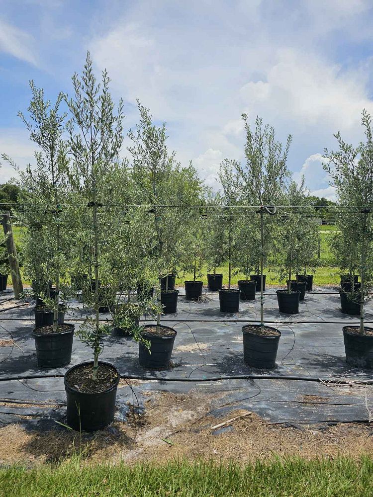 olea-europaea-arbequina-european-olive-edible