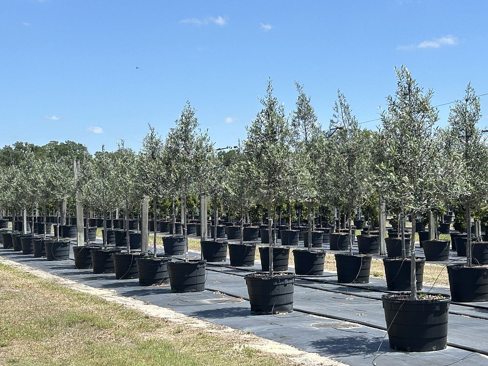 olea-europaea-arbequina-european-olive-edible