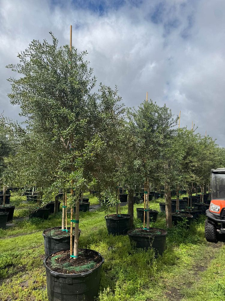 olea-europaea-arbequina-european-olive-edible