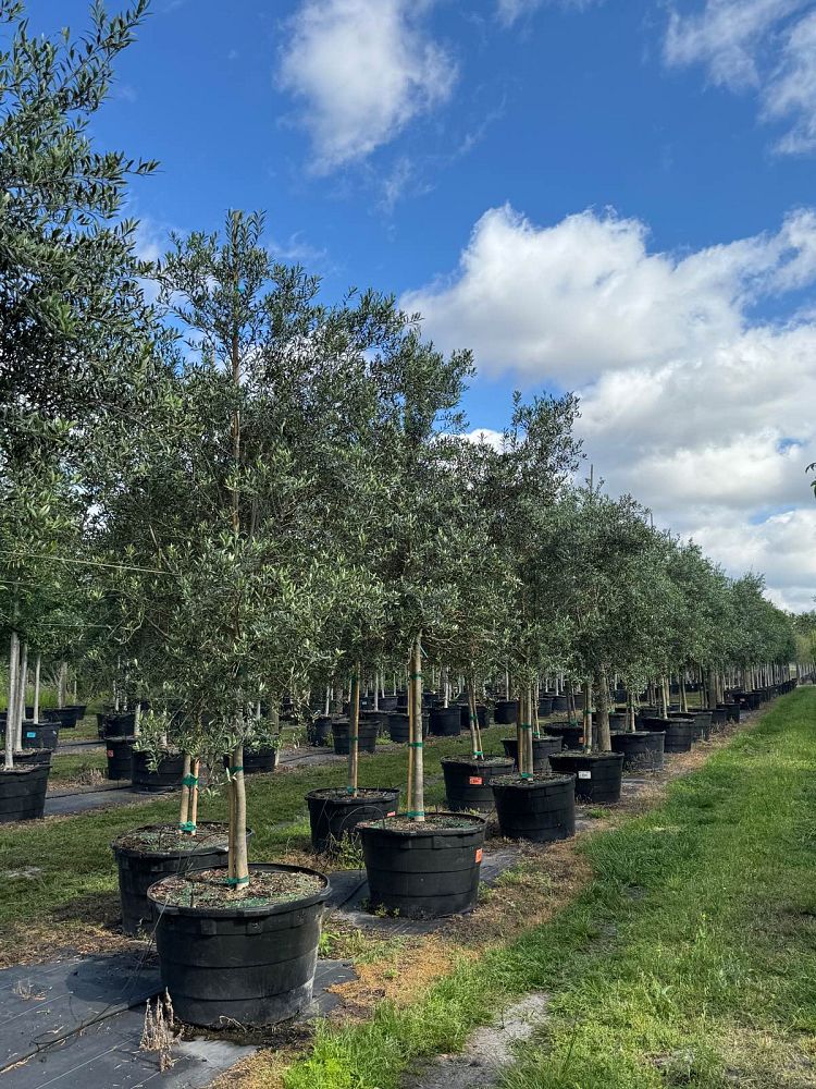 olea-europaea-arbequina-european-olive-edible