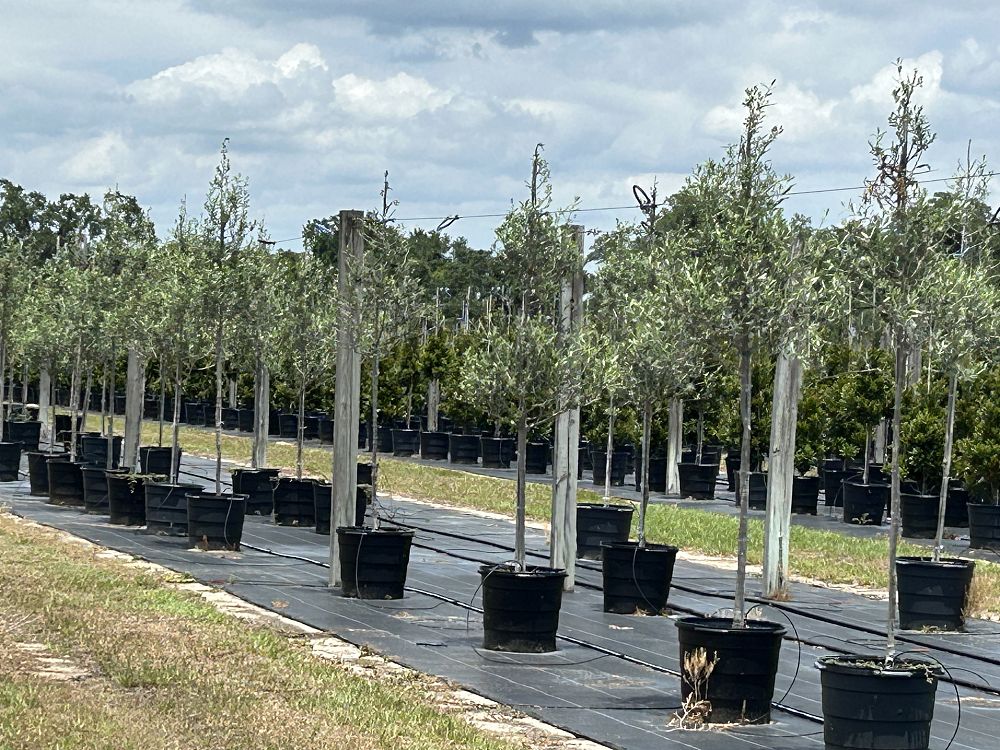 olea-europaea-arbequina-european-olive-edible