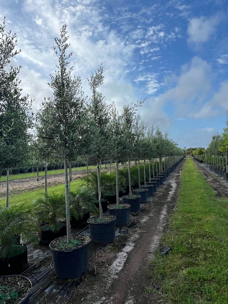 olea-europaea-arbequina-european-olive-edible