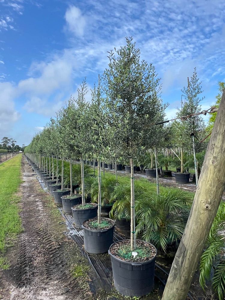 olea-europaea-arbequina-european-olive-edible