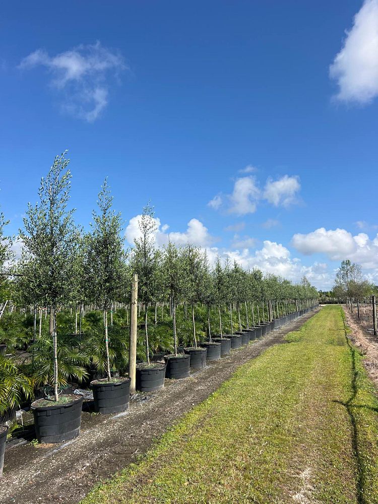 olea-europaea-arbequina-european-olive-edible