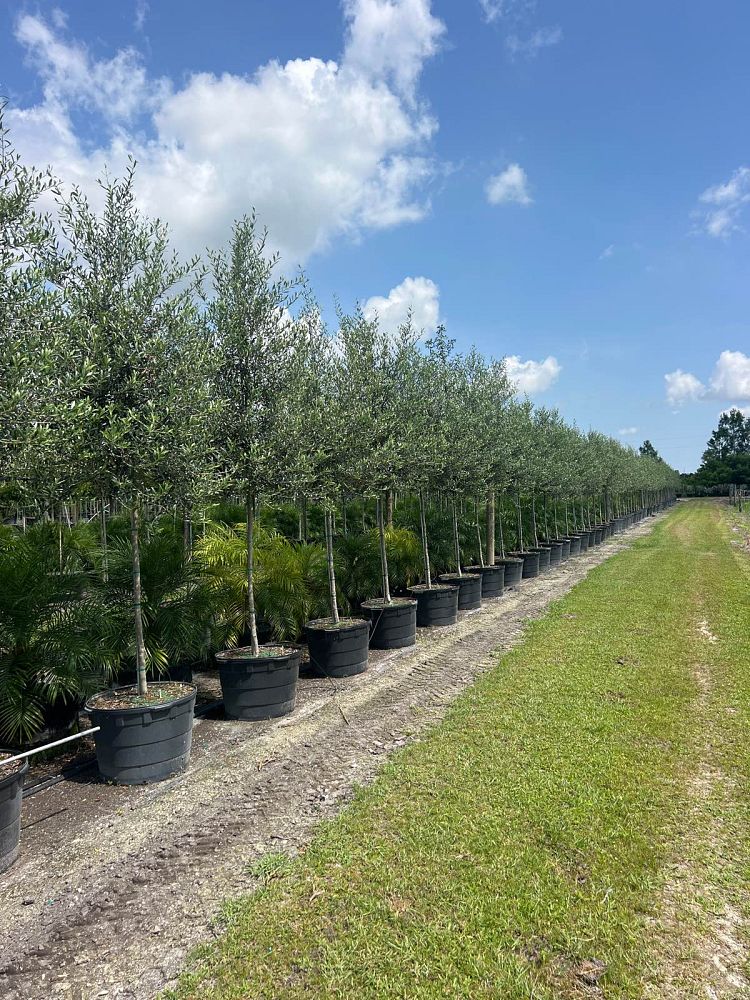 olea-europaea-arbequina-european-olive-edible