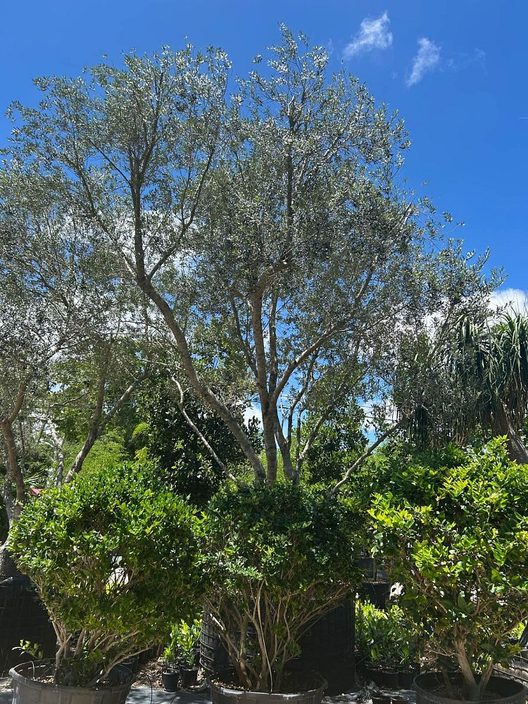 olea-europaea-arbequina-european-olive-edible