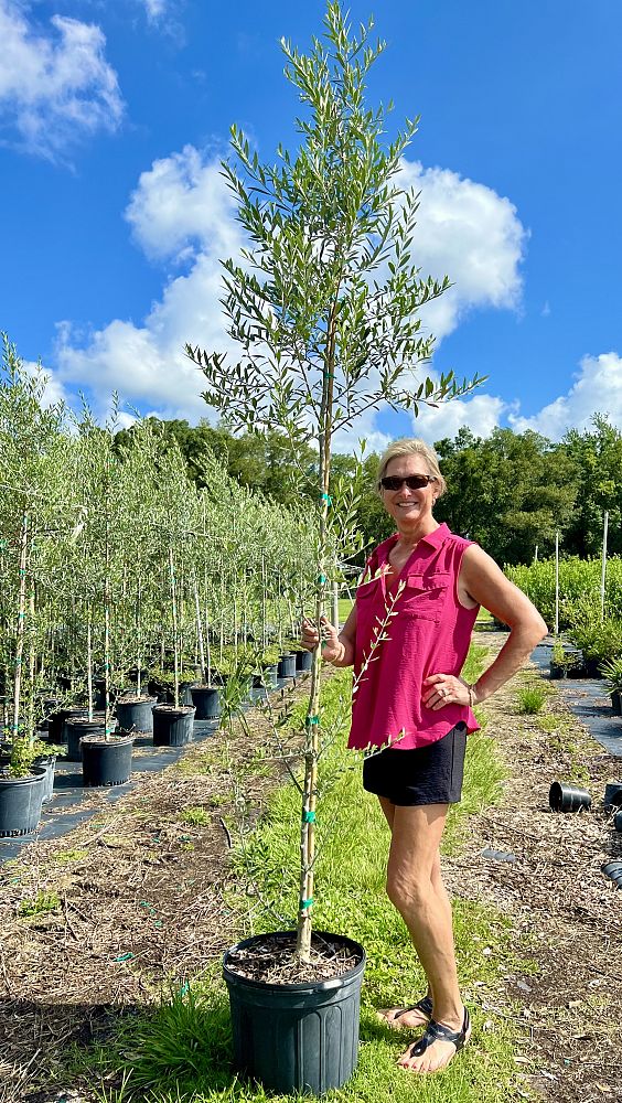olea-europaea-arbequina-european-olive-edible