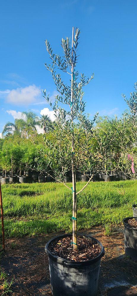 olea-europaea-arbequina-european-olive-edible