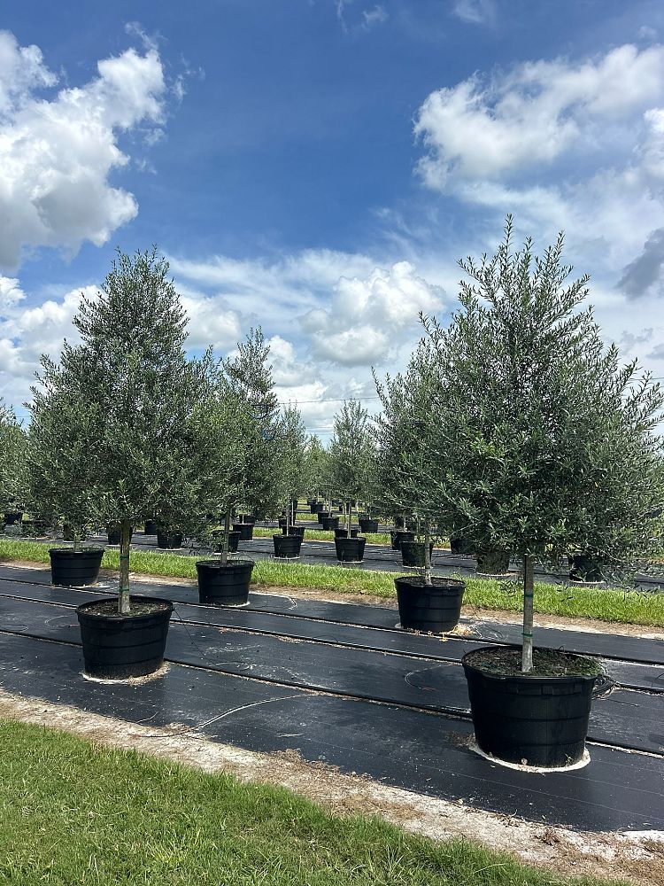olea-europaea-arbequina-european-olive-edible