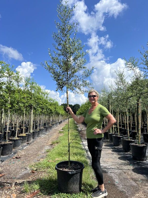 olea-europaea-arbequina-european-olive-edible