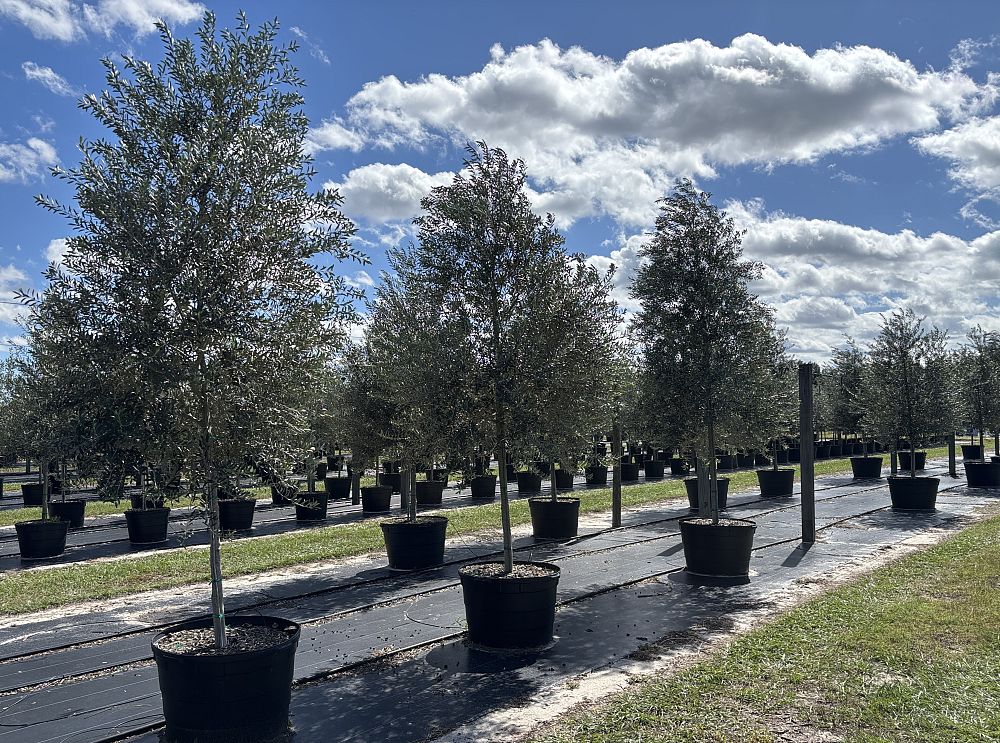 olea-europaea-arbequina-european-olive-edible