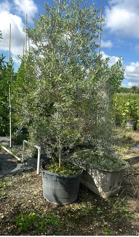 olea-europaea-arbequina-european-olive-edible