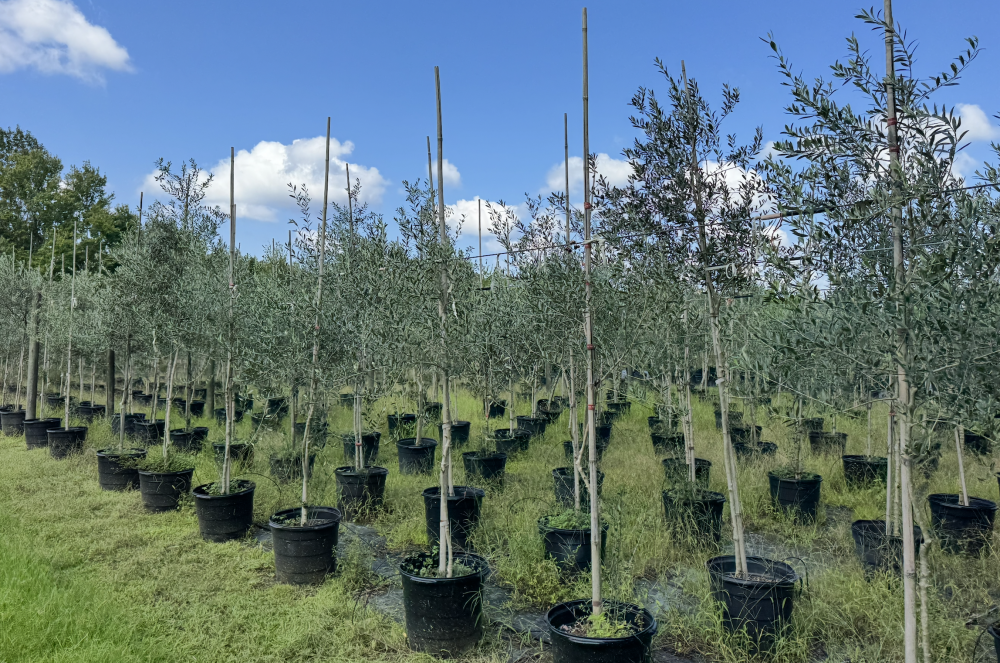 olea-europaea-arbequina-european-olive-edible