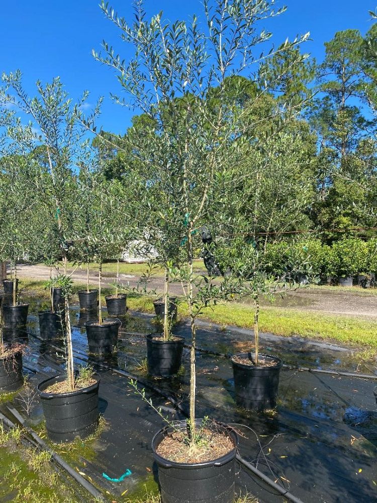 olea-europaea-arbequina-european-olive-edible