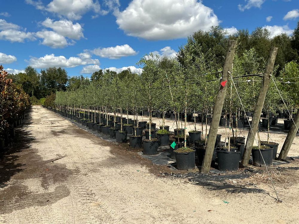 olea-europaea-arbequina-european-olive-edible