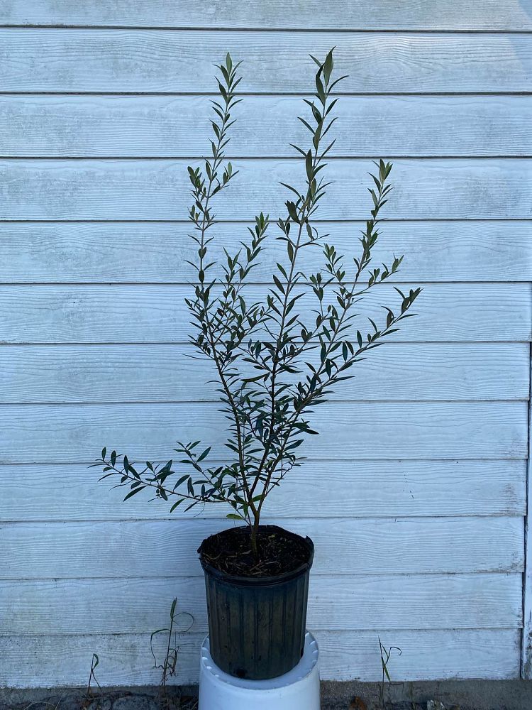 olea-europaea-arbequina-european-olive-edible