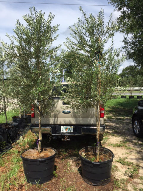 olea-europaea-europaea-european-olive