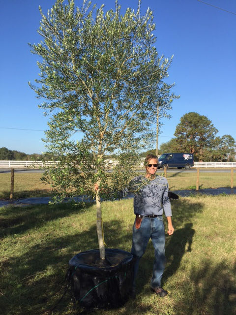 olea-europaea-europaea-european-olive