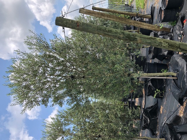 olea-europaea-europaea-european-olive