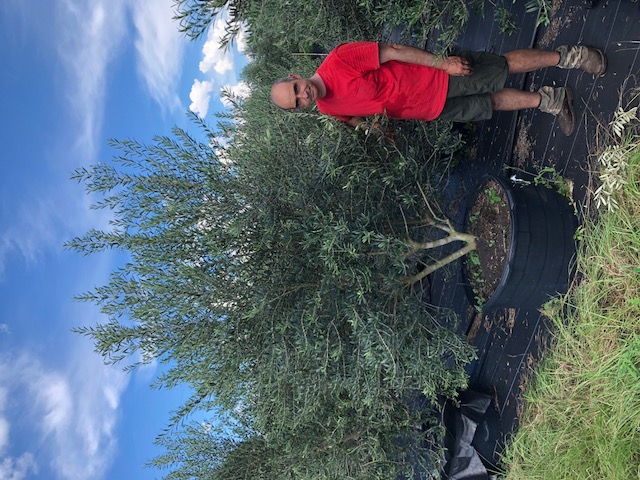 olea-europaea-europaea-european-olive