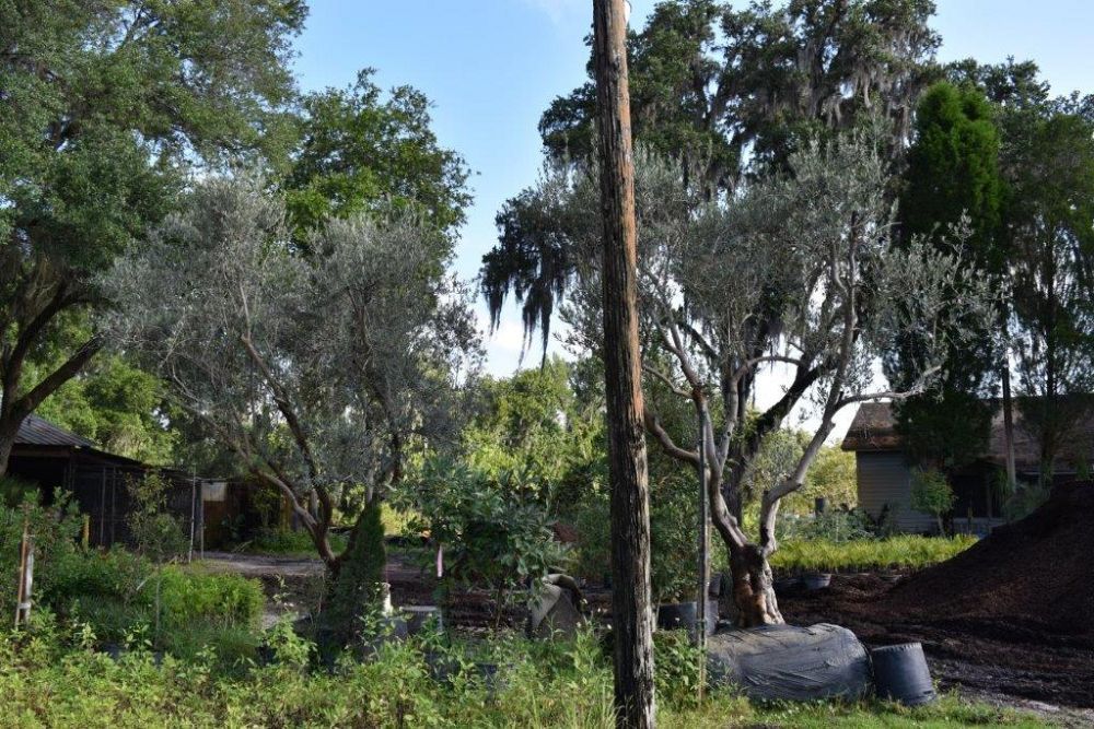 olea-europaea-europaea-european-olive