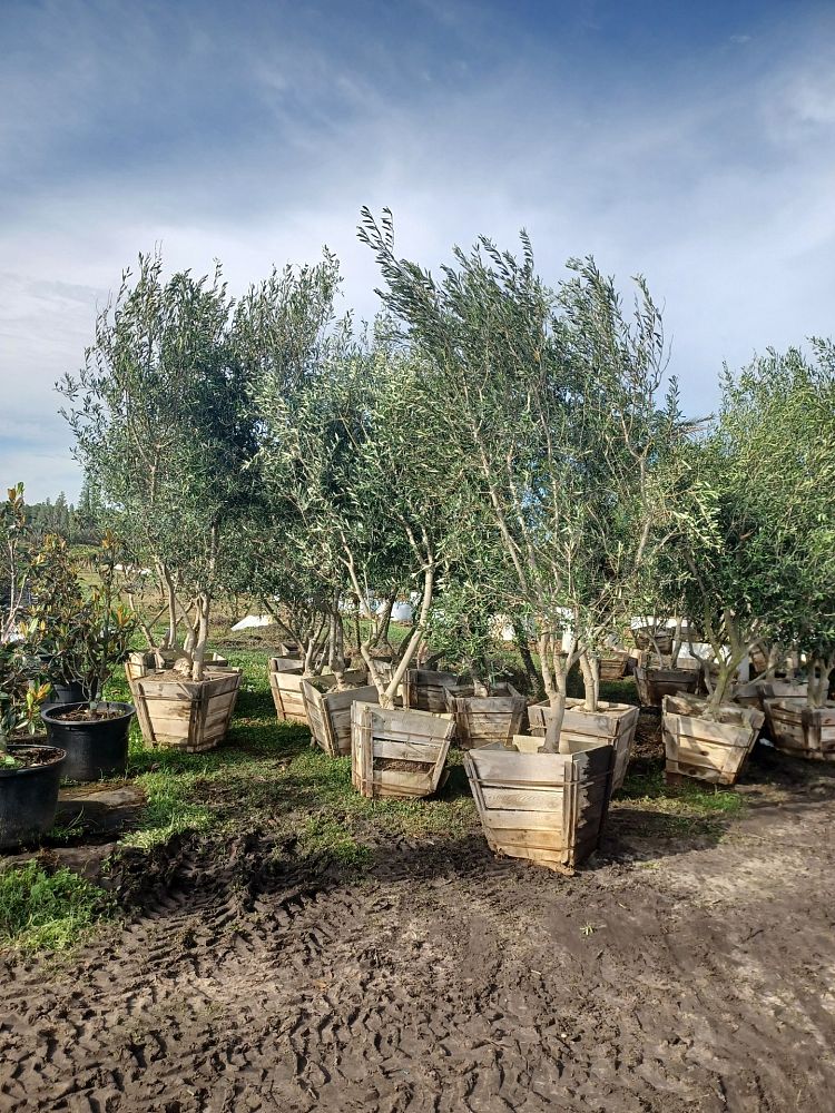 olea-europaea-europaea-european-olive